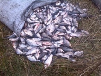 Браконьерство, Браконьеры под Джанкоем наловили карасей на 42 тыс. грн.