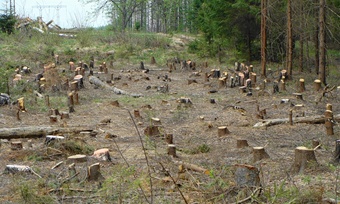 Коррупция, Лесничий в Крыму за 3 тыс. грн. выдал разрешение на незаконную вырубку леса