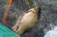 Браконьерство, В Сакском районе задержан браконьер с карасями и кефалью 
