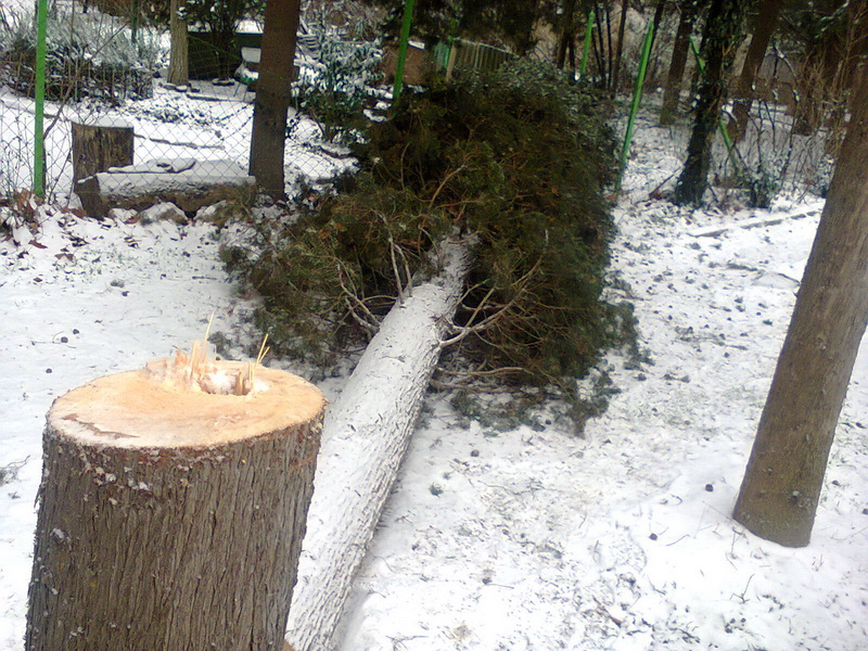 Вырубка деревьев, В Алуште отмечены факты незаконной вырубки деревьев