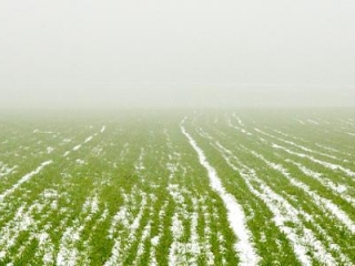 В Крыму более 430 тыс. га засеяли озимыми зерновыми