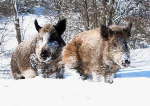 В угодьях Севастополя подсчитали диких животных Дикие животные, В угодьях Севастополя подсчитали диких животных