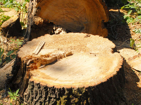 Вырубка деревьев, Предприятие заплатит 24 тыс. грн. за вырубку деревьев и кустов в Мисхоре