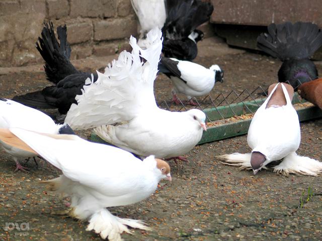 Кража, Подросток окажется за решеткой из-за кражи 20 голубей