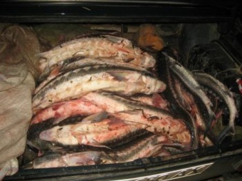 В Раздольненском районе поймали браконьера с осетрами Браконьерство, В Раздольненском районе поймали браконьера с осетрами