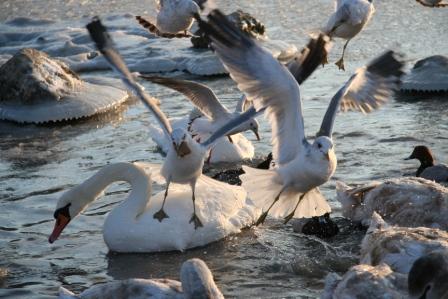 Птицы, В период сильных морозов зимующие в Крыму птицы не пострадали