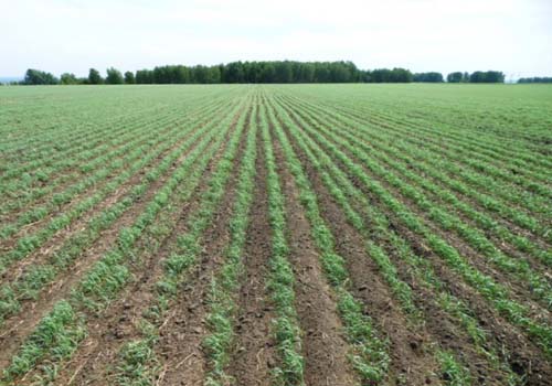 зерновые, В Крыму засеют яровыми культурами 173 тыс. га
