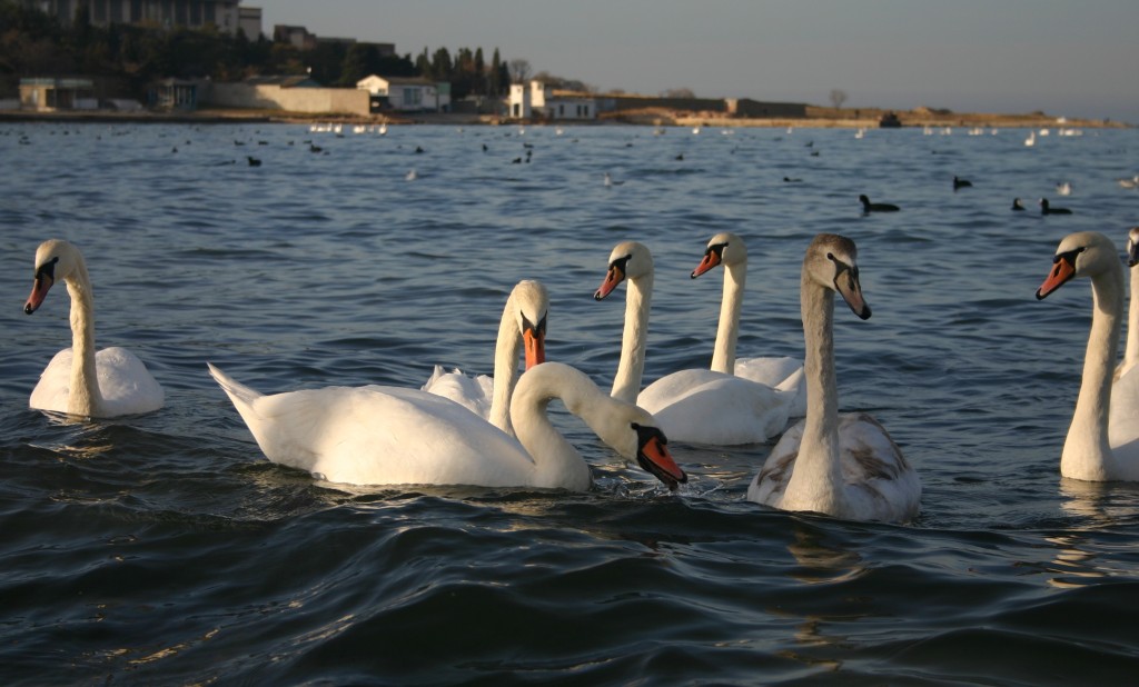 Птицы, Крымские орнитологи призвали подкармливать лебедей только в период сильных морозов