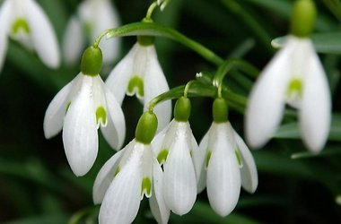 В Феодосии зафиксировали первый случай торговли подснежниками