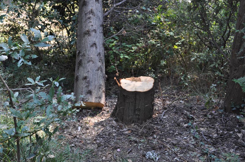 Прокуратура разберется в случае вырубки деревьев в Алупке