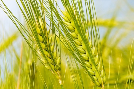 В Крыму озимые зерновые находятся в хорошем состоянии, – министр АПК