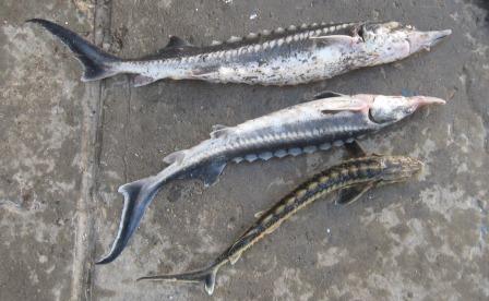 Ущерб от ялтинских браконьеров оценили в 250 тыс. грн. Ущерб от ялтинских браконьеров оценили в 250 тыс. грн.