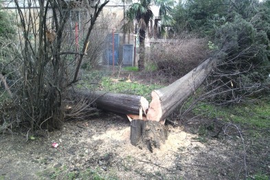 Убытки от вырубки кипарисов в Алупке составили 16,5 тыс. грн. Убытки от вырубки кипарисов в Алупке составили 16,5 тыс. грн.