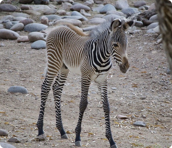 В зоопарке Ялты родился малыш зебры В зоопарке Ялты родился малыш зебры