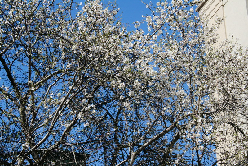 В Симферополе начали цвести деревья