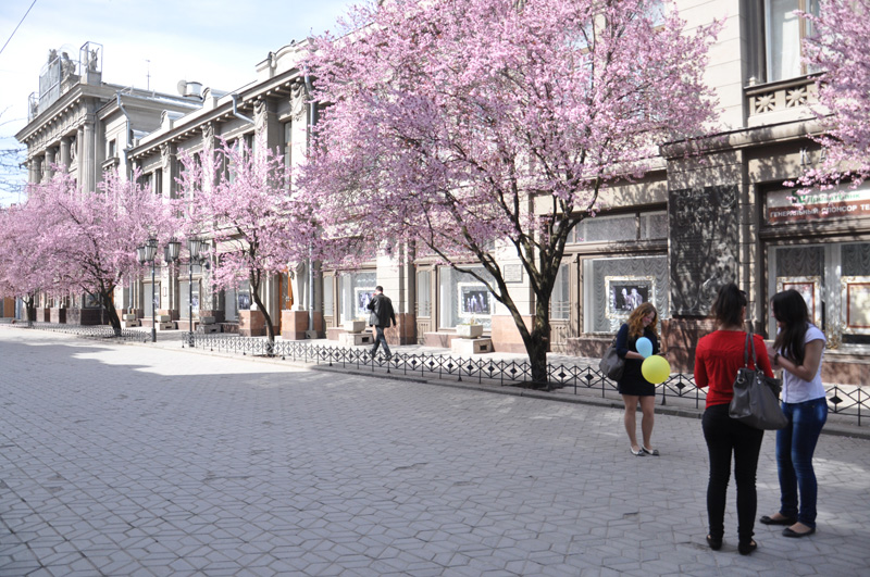 В центре Симферополя зацвела слива