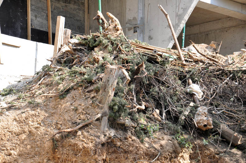 На ЮБК уничтожаются краснокнижные деревья На ЮБК уничтожаются краснокнижные деревья