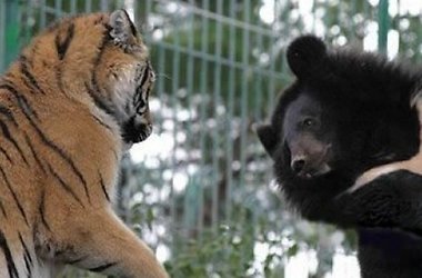 Под Севастополем планируется открыть парк медведей и тигров