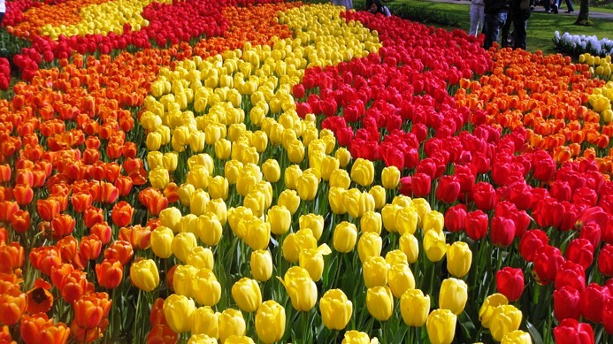 В Никитском ботсаду представят выставку тюльпанов В Никитском ботсаду представят выставку тюльпанов