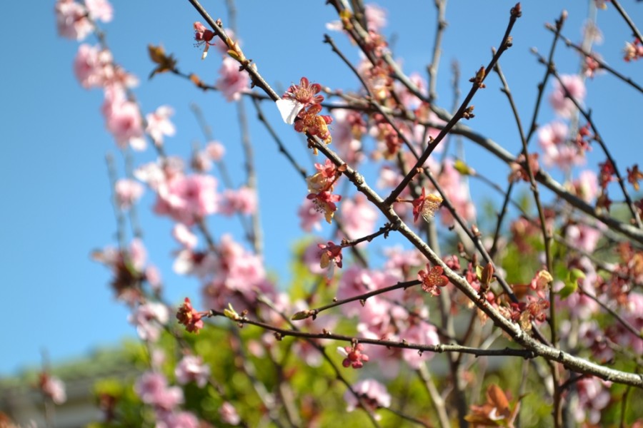 В Крыму померзли ранние фруктовые деревья В Крыму померзли ранние фруктовые деревья