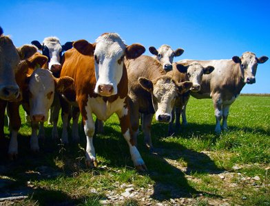 Молочная ферма в Первомайском районе получит 3 тыс. коров к сентябрю Молочная ферма в Первомайском районе получит 3 тыс. коров к сентябрю