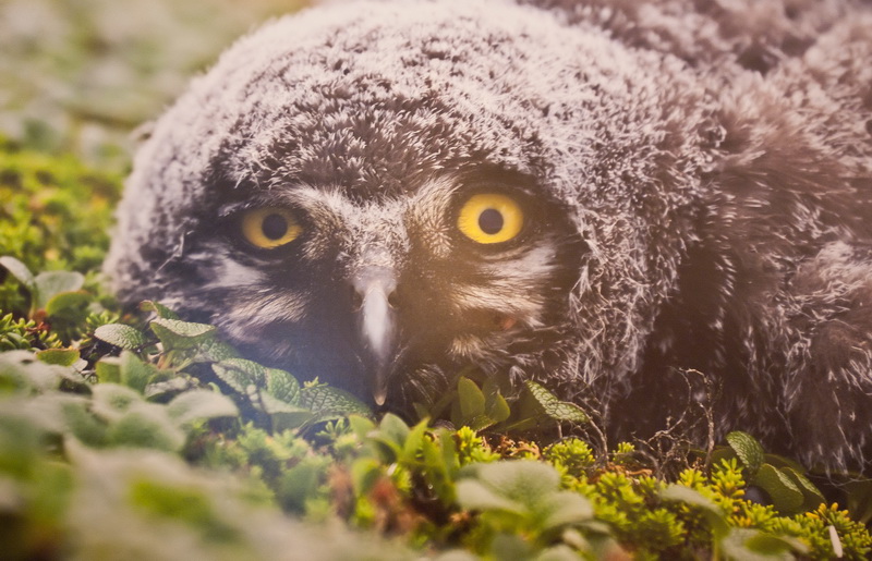 В Севастополе открылась выставка «National Geographic»