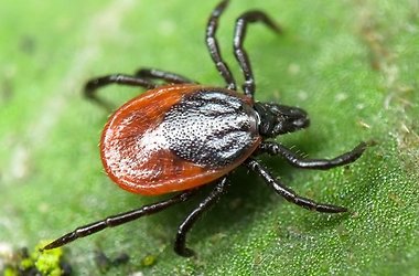 В Крыму начался сезон активности клещей