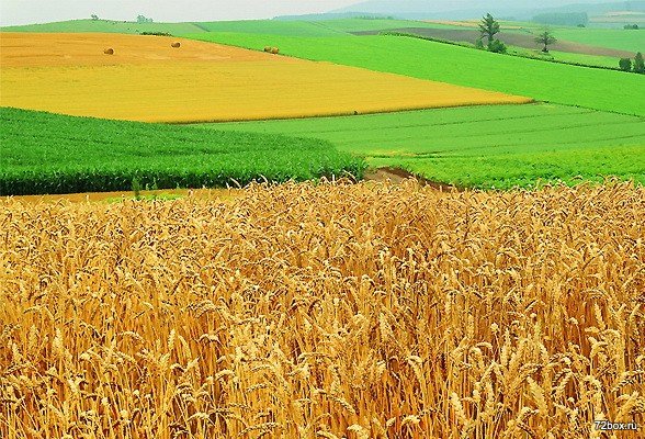 В Крыму будут наказывать за нецелевое использование земель