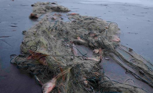 Возле Керчи обнаружили 35 браконьерских сетей Возле Керчи обнаружили 35 браконьерских сетей