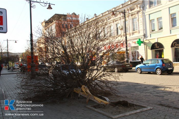 На водителя, сбившего клен в пешеходной зоне в Симферополе, подадут в суд
