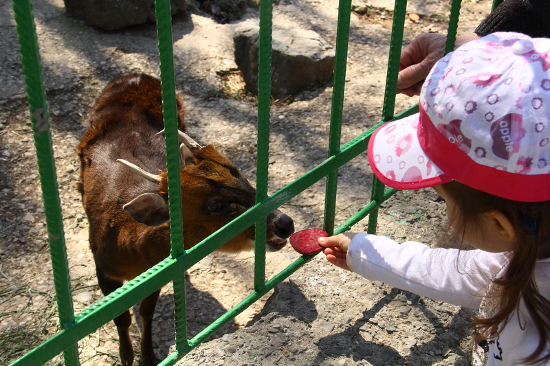 Симферопольский зооуголок пополнится новыми животными из России Симферопольский зооуголок пополнится новыми животными из России