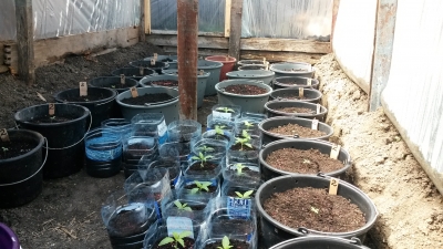 В Кировском районе обнаружили теплицу с коноплей В Кировском районе обнаружили теплицу с коноплей