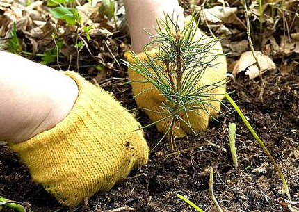 В Симферополе заложат «Аллею России»