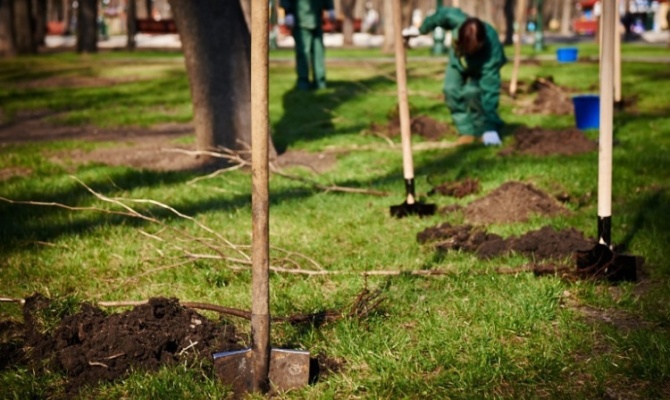 В Симферополе пройдет акция по высадке деревьев