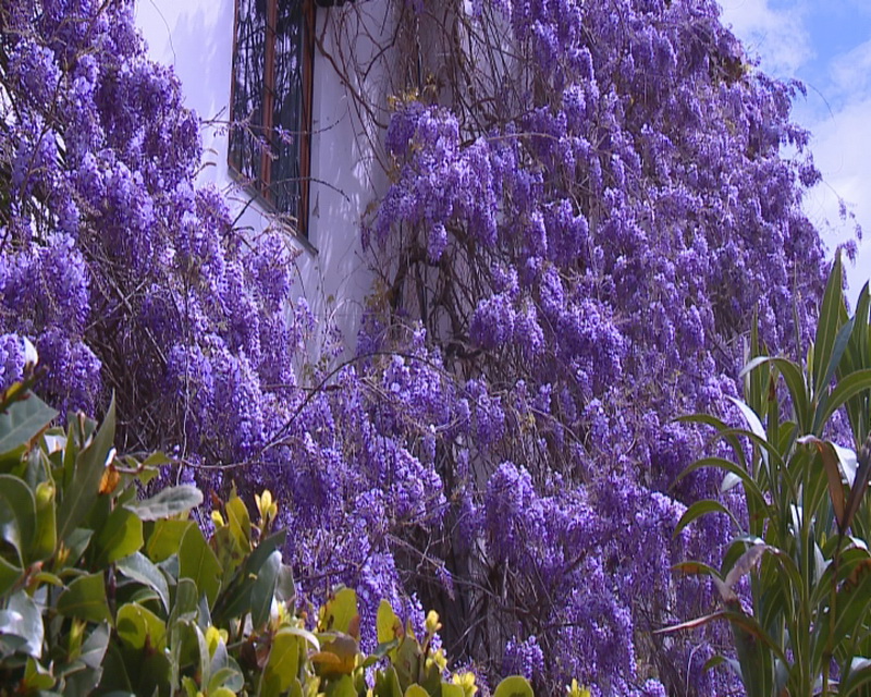 В Ялте проведут день любования глицинией