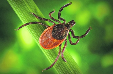 В Алуште зафиксирован случай болезни Лайма В Алуште зафиксирован случай болезни Лайма