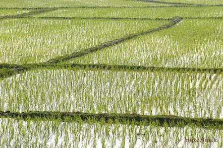 Работников рисовых хозяйств Крыма поддержат дотациями Работников рисовых хозяйств Крыма поддержат дотациями