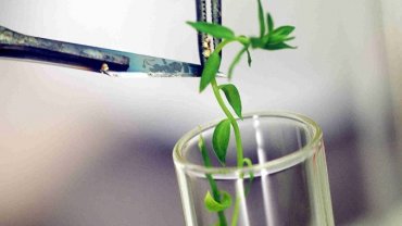 В Крыму создали парк биотехнологий В Крыму создали парк биотехнологий