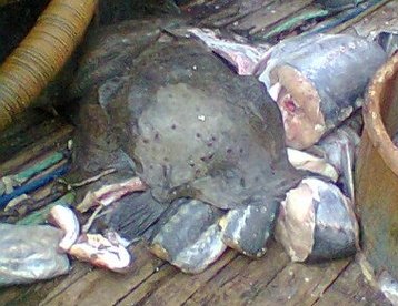 В Керчи задержали группу браконьеров 