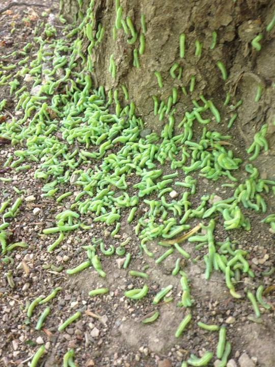 В Гагаринском парке Симферополя аномальная активность гусениц