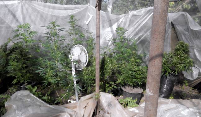 В Кировском районе выявили шесть фактов незаконного оборота наркотиков