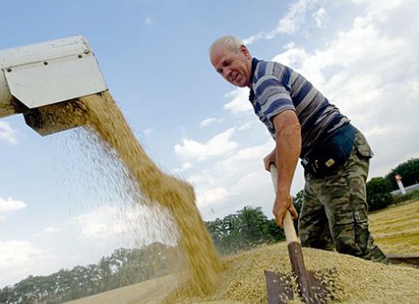 Крымские аграрии надеются собрать 25 центнеров зерновых с гектара 