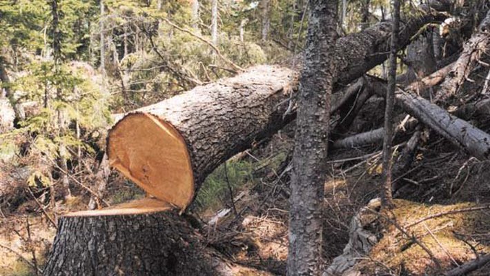 В Севастополе застройщик незаконно вырубил более 100 деревьев В Севастополе застройщик незаконно вырубил более 100 деревьев