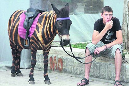 В Крыму появится закон о запрете использования животных в коммерческих целях