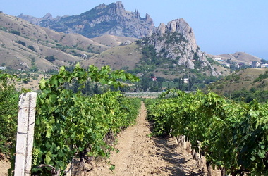 Информация о гибели виноградников в Крыму не соответствует действительности Информация о гибели виноградников в Крыму не соответствует действительности