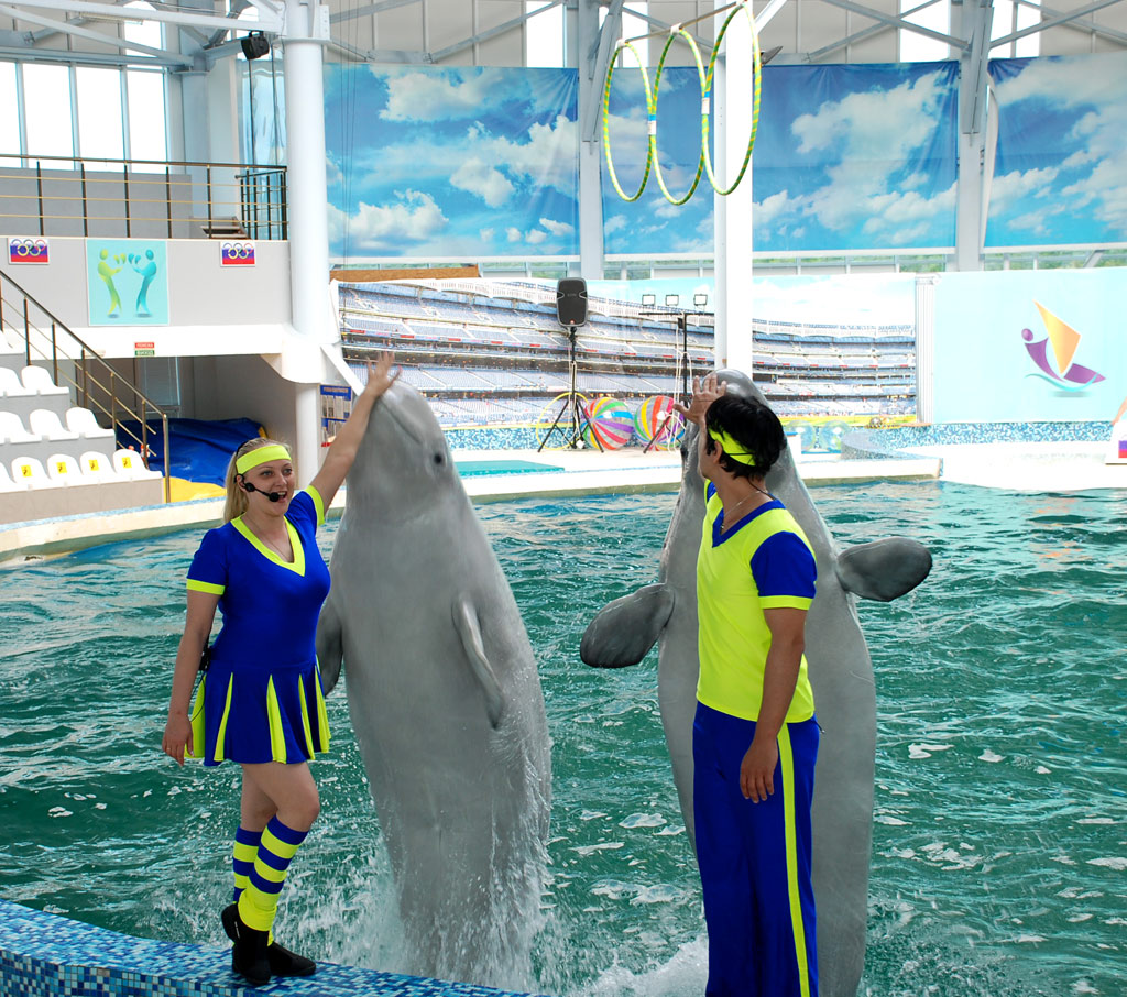 Дельфинарий в Евпатории впервые начал ставить выступления с китами-белухами