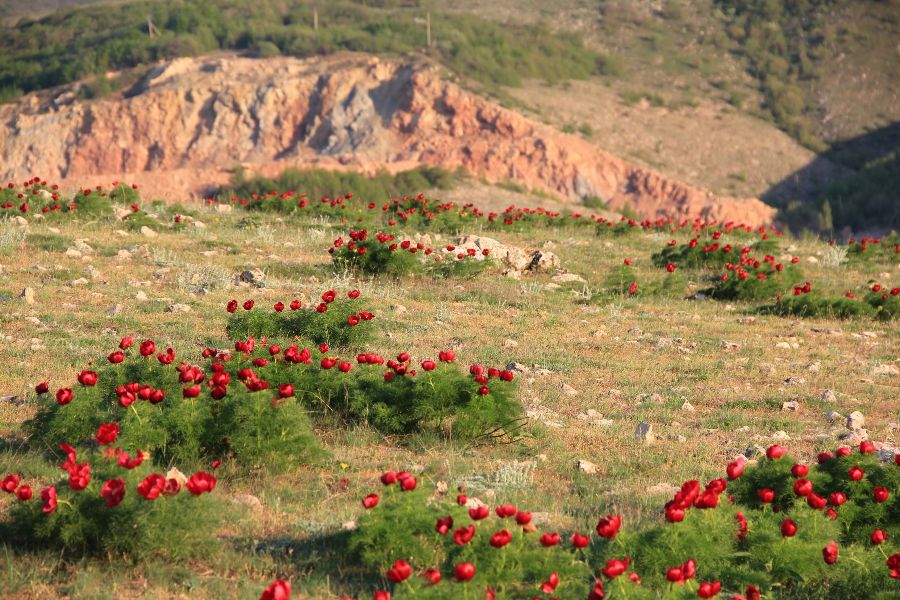 Собственники парка в урочище Кизил-Коба незаконно изменили ландшафт Собственники парка в урочище Кизил-Коба незаконно изменили ландшафт