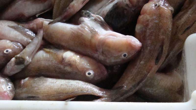 Браконьеры наловили в Азовском море бычков на 14 млн. рублей