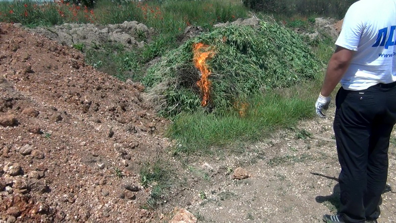 В Симферополе уничтожили 2,5 тыс. кустов конопли В Симферополе уничтожили 2,5 тыс. кустов конопли