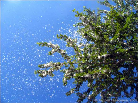 Экологи призвали убрать с улиц Симферополя тополя Экологи призвали убрать с улиц Симферополя тополя